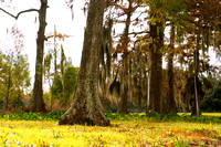 Barataria Wildlife Preserve in Louisiana